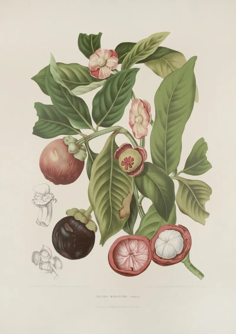 Fleurs Fruits Et Feuillages Choisis De Lille De Java Pl 16 Wall Art by Berthe Hoola van Nooten - High-Resolution Digital Print
