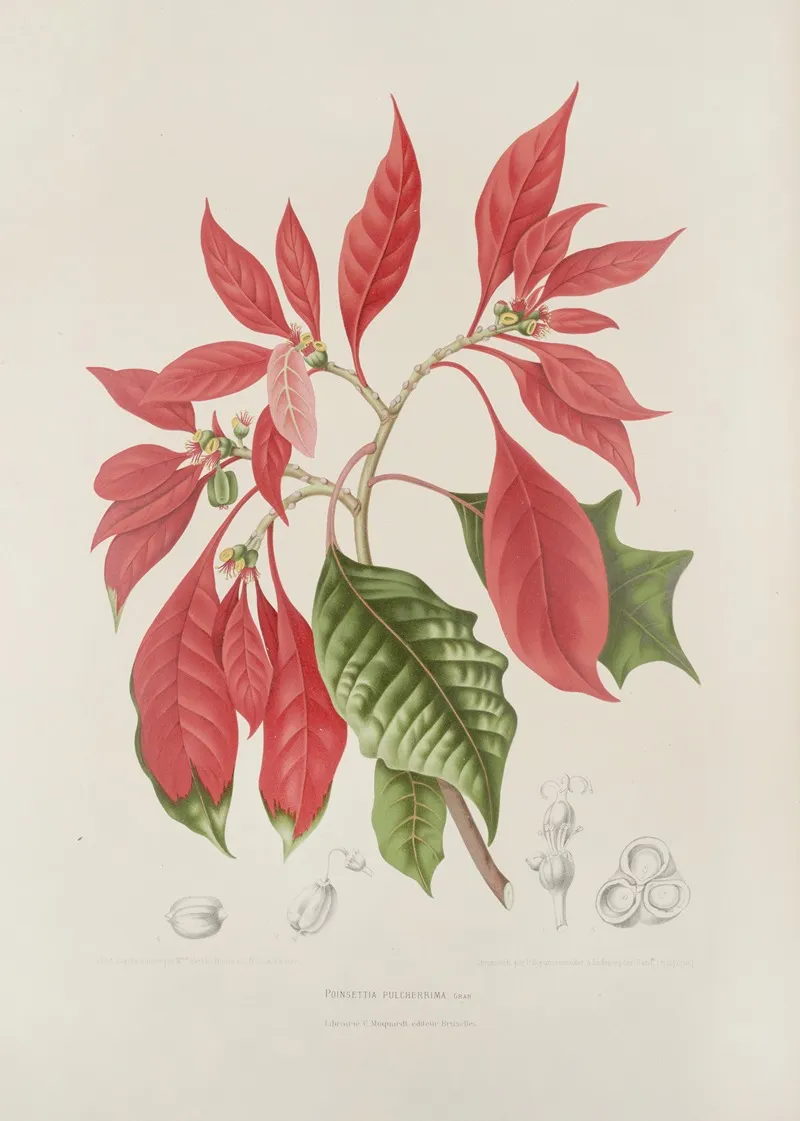 Fleurs Fruits Et Feuillages Choisis De Lille De Java Pl 17 Wall Art by Berthe Hoola van Nooten - High-Resolution Digital Print