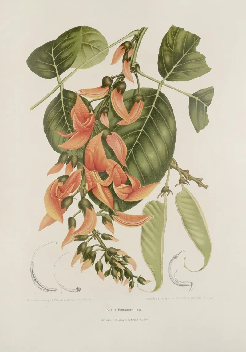 Fleurs Fruits Et Feuillages Choisis De Lille De Java Pl 18 Wall Art by Berthe Hoola van Nooten - High-Resolution Digital Print
