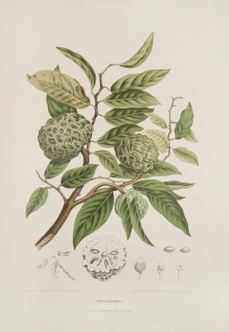 Fleurs Fruits Et Feuillages Choisis De Lille De Java Pl 19 Wall Art by Berthe Hoola van Nooten - High-Resolution Digital Print