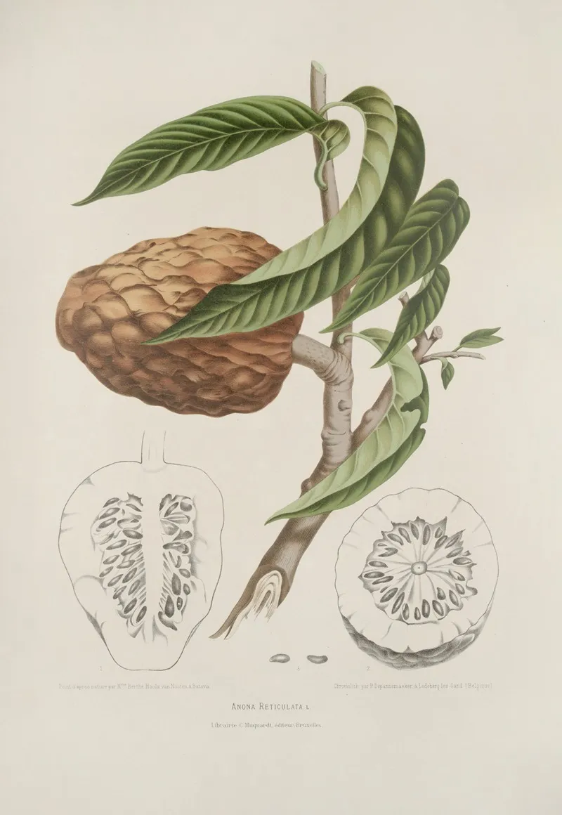 Fleurs Fruits Et Feuillages Choisis De Lille De Java Pl 20 Wall Art by Berthe Hoola van Nooten - High-Resolution Digital Print