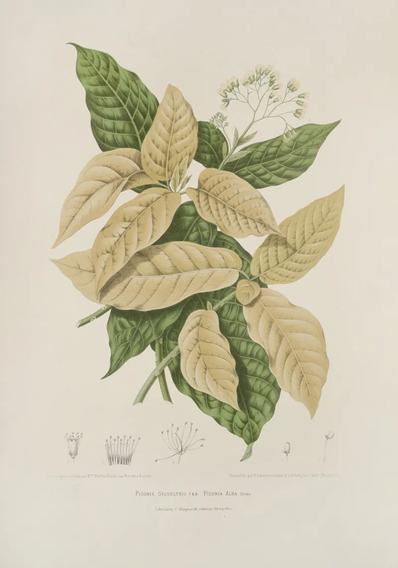 Fleurs Fruits Et Feuillages Choisis De Lille De Java Pl 21 Wall Art by Berthe Hoola van Nooten - High-Resolution Digital Print