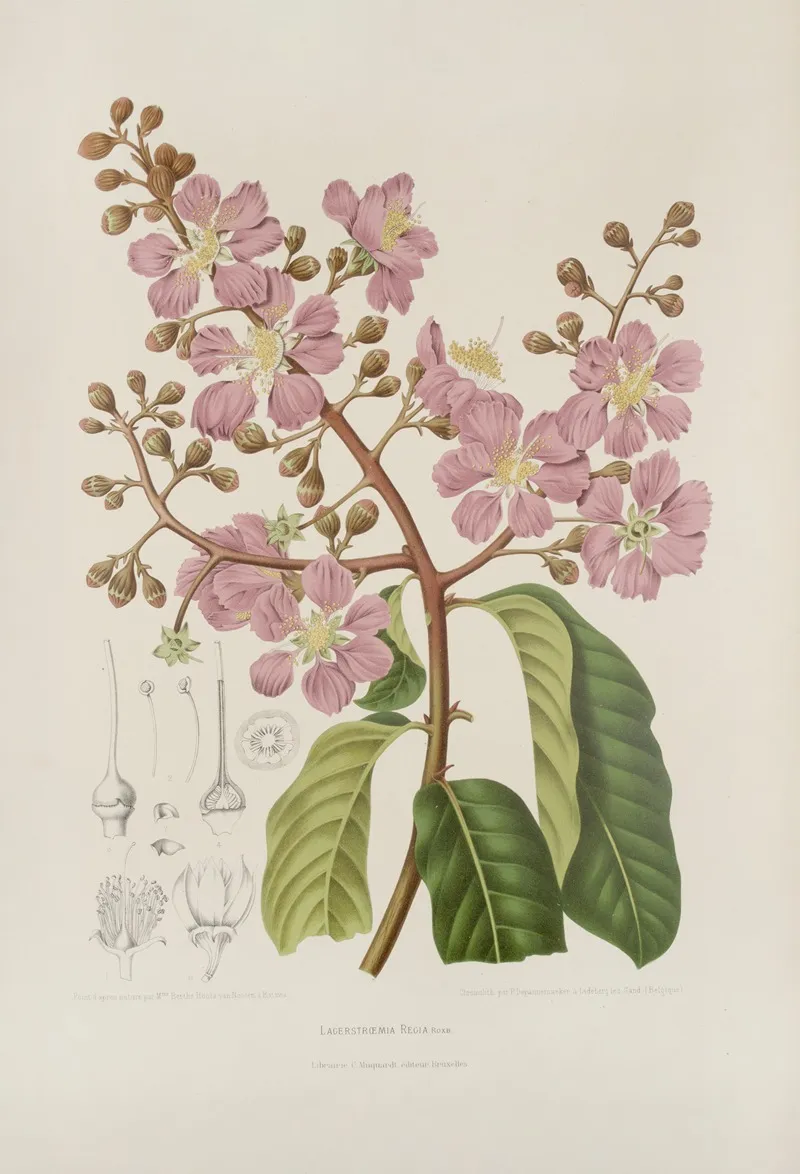 Fleurs Fruits Et Feuillages Choisis De Lille De Java Pl 22 Wall Art by Berthe Hoola van Nooten - High-Resolution Digital Print