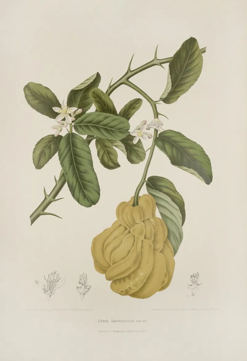 Fleurs Fruits Et Feuillages Choisis De Lille De Java Pl 23 Wall Art by Berthe Hoola van Nooten - High-Resolution Digital Print