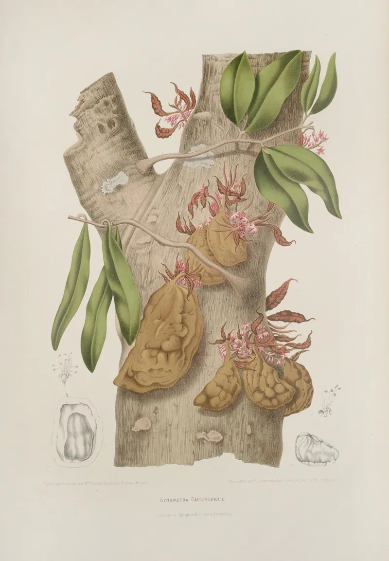 Fleurs Fruits Et Feuillages Choisis De Lille De Java Pl 24 Wall Art by Berthe Hoola van Nooten - High-Resolution Digital Print