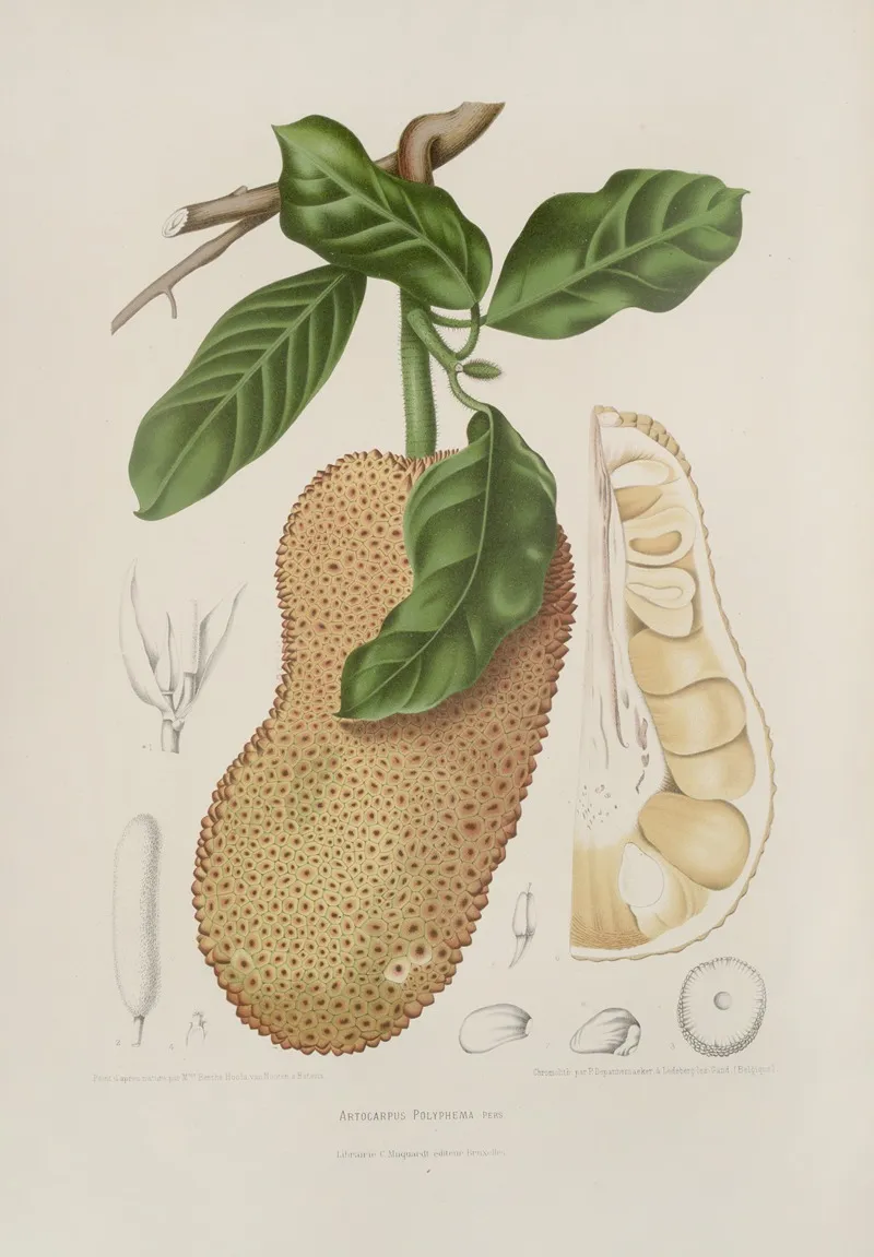 Fleurs Fruits Et Feuillages Choisis De Lille De Java Pl 26 Wall Art by Berthe Hoola van Nooten - High-Resolution Digital Print