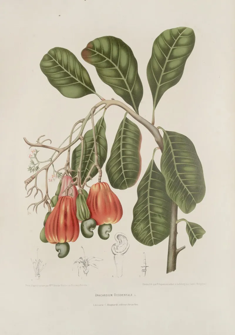 Fleurs Fruits Et Feuillages Choisis De Lille De Java Pl 27 Wall Art by Berthe Hoola van Nooten - High-Resolution Digital Print