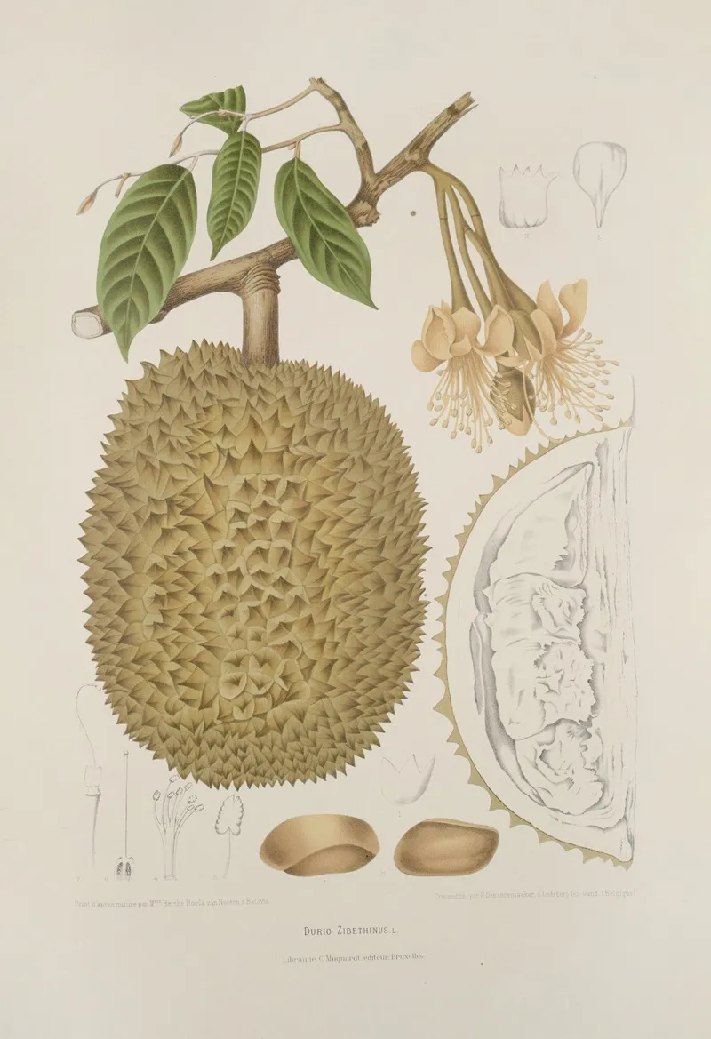 Fleurs Fruits Et Feuillages Choisis De Lille De Java Pl 28 Wall Art by Berthe Hoola van Nooten - High-Resolution Digital Print