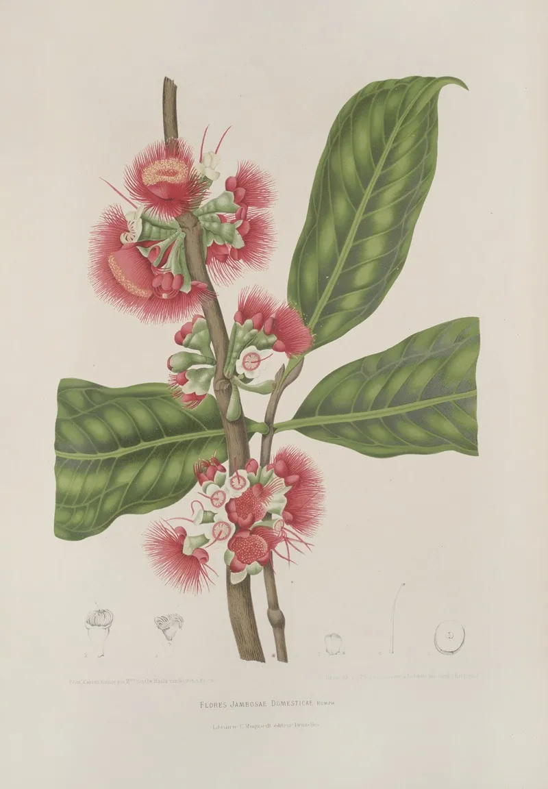 Fleurs Fruits Et Feuillages Choisis De Lille De Java Pl 29 Wall Art by Berthe Hoola van Nooten - High-Resolution Digital Print