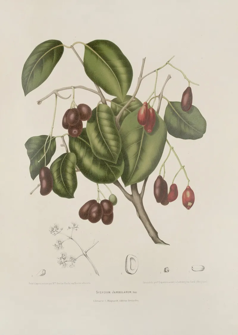Fleurs Fruits Et Feuillages Choisis De Lille De Java Pl 32 Wall Art by Berthe Hoola van Nooten - High-Resolution Digital Print
