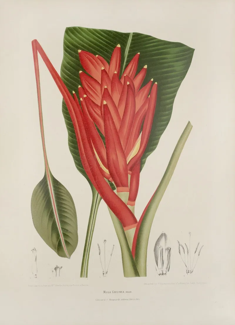 Fleurs Fruits Et Feuillages Choisis De Lille De Java Pl 33 Wall Art by Berthe Hoola van Nooten - High-Resolution Digital Print
