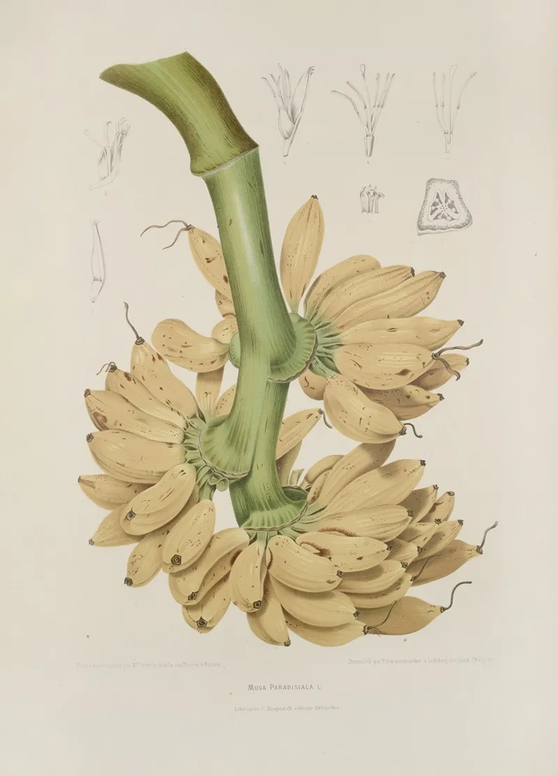 Fleurs Fruits Et Feuillages Choisis De Lille De Java Pl 34 Wall Art by Berthe Hoola van Nooten - High-Resolution Digital Print