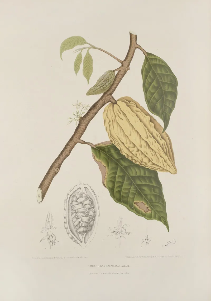 Fleurs Fruits Et Feuillages Choisis De Lille De Java Pl 35 Wall Art by Berthe Hoola van Nooten - High-Resolution Digital Print