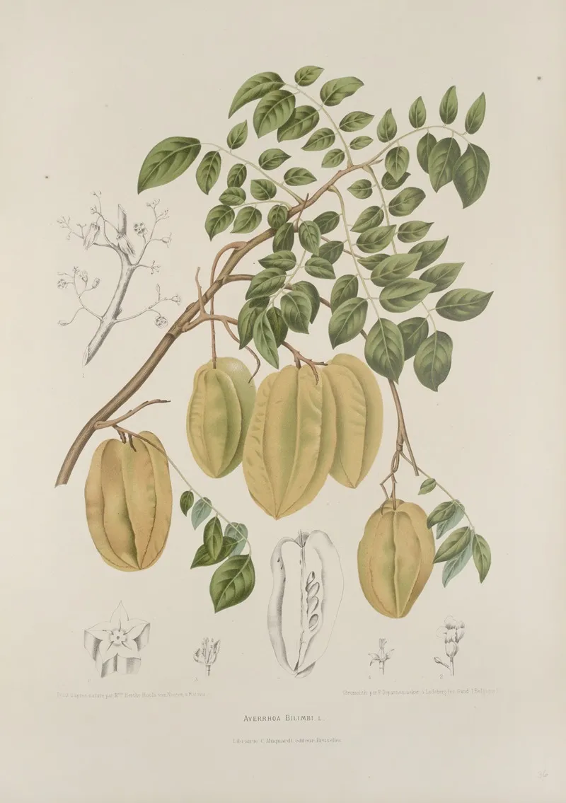 Fleurs Fruits Et Feuillages Choisis De Lille De Java Pl 36 Wall Art by Berthe Hoola van Nooten - High-Resolution Digital Print