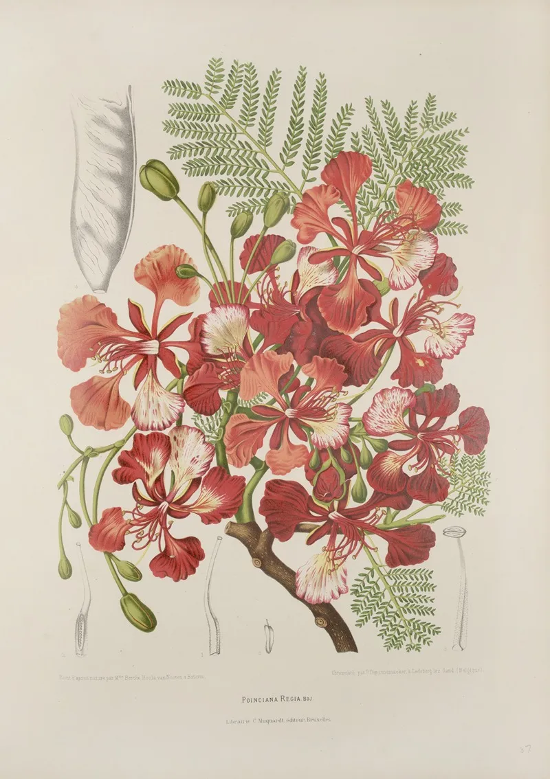 Fleurs Fruits Et Feuillages Choisis De Lille De Java Pl 37 Wall Art by Berthe Hoola van Nooten - High-Resolution Digital Print