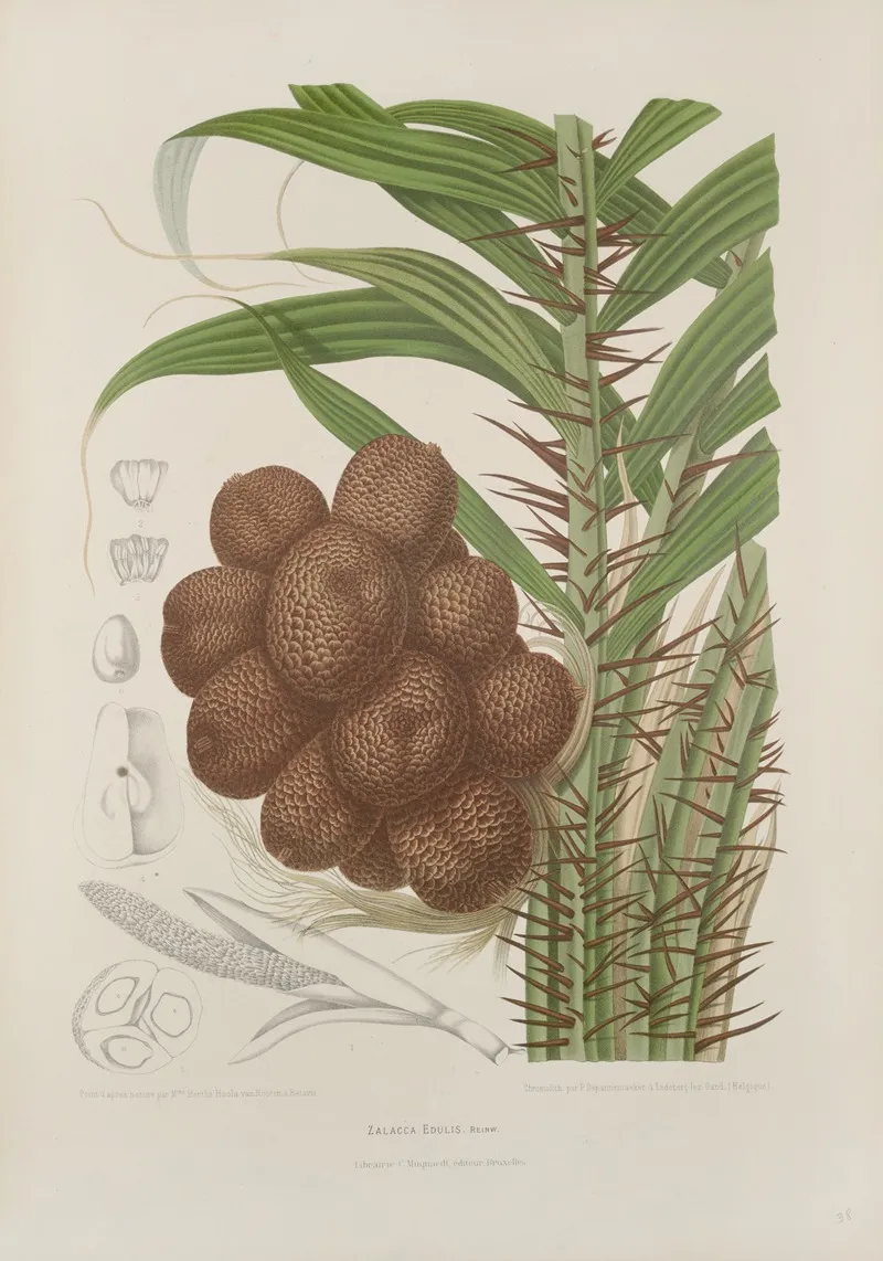 Fleurs Fruits Et Feuillages Choisis De Lille De Java Pl 38 Wall Art by Berthe Hoola van Nooten - High-Resolution Digital Print