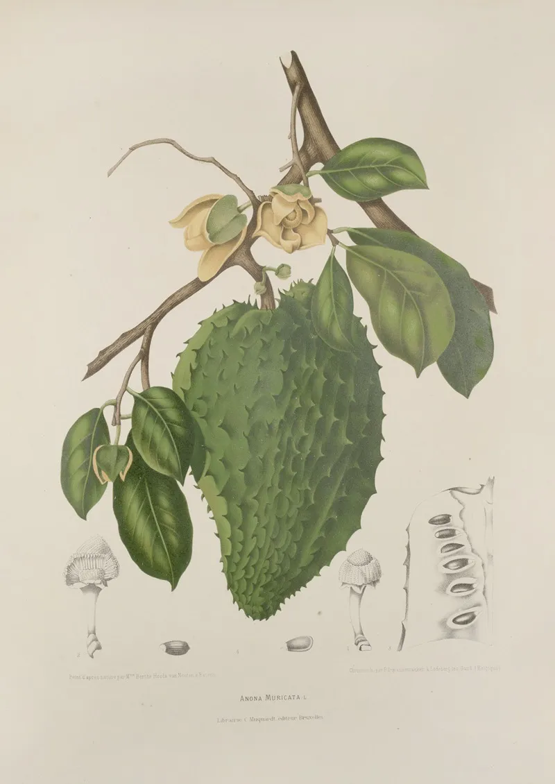 Fleurs Fruits Et Feuillages Choisis De Lille De Java Pl 39 Wall Art by Berthe Hoola van Nooten - High-Resolution Digital Print