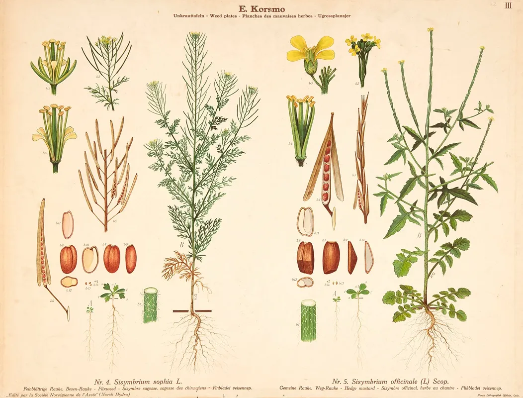 Flixweed Hedge Mustard Wall Art by Knut Quelprud - High-Resolution Digital Print