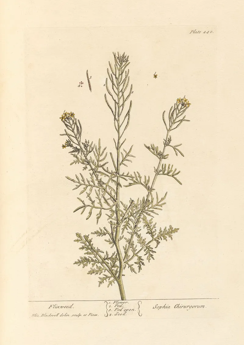 Flixweed Wall Art by Elizabeth Blackwell - High-Resolution Digital Print