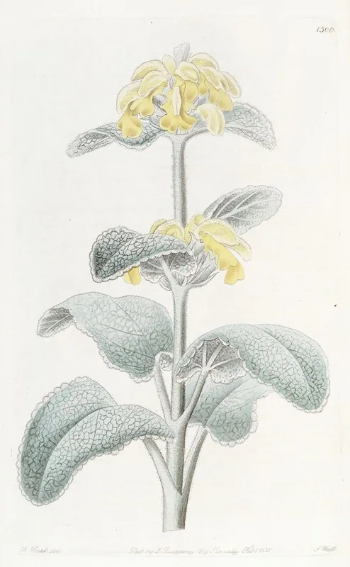 Flocculent Phlomis Wall Art by Sydenham Edwards - High-Resolution Digital Print
