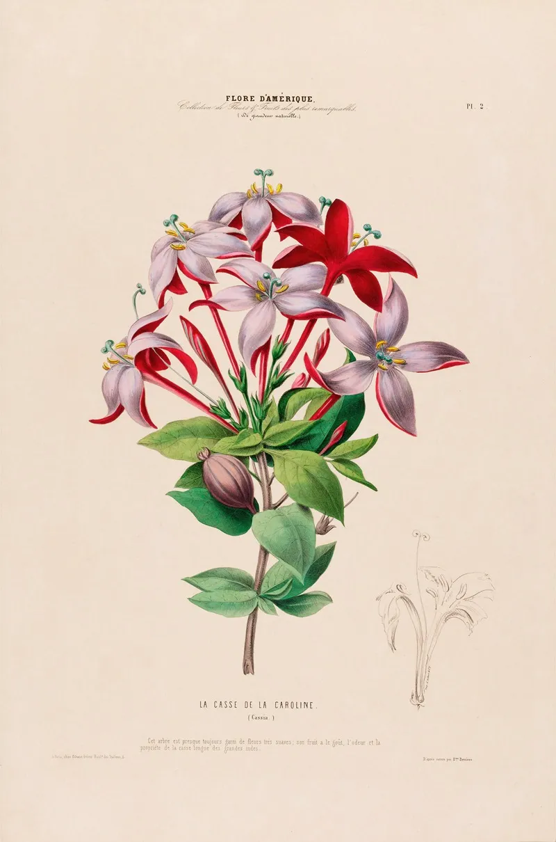 Flore Damerique Dessinee Dapres Nature Sur Les Lieux Pl 002 Wall Art by Etienne Denisse - High-Resolution Digital Print