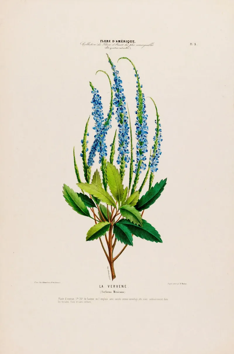 Flore Damerique Dessinee Dapres Nature Sur Les Lieux Pl 003 Wall Art by Etienne Denisse - High-Resolution Digital Print