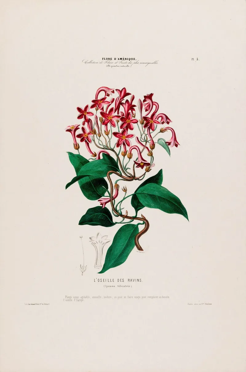 Flore Damerique Dessinee Dapres Nature Sur Les Lieux Pl 005 Wall Art by Etienne Denisse - High-Resolution Digital Print