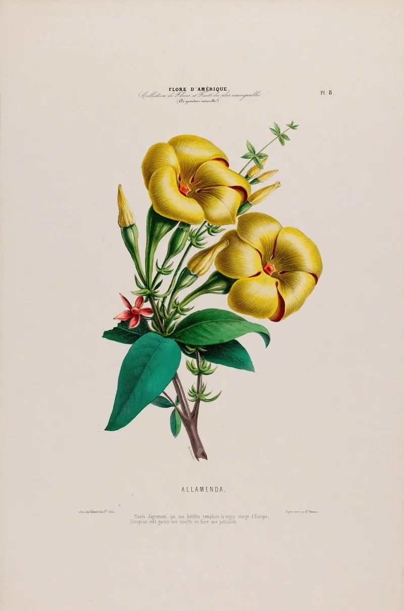 Flore Damerique Dessinee Dapres Nature Sur Les Lieux Pl 008 Wall Art by Etienne Denisse - High-Resolution Digital Print