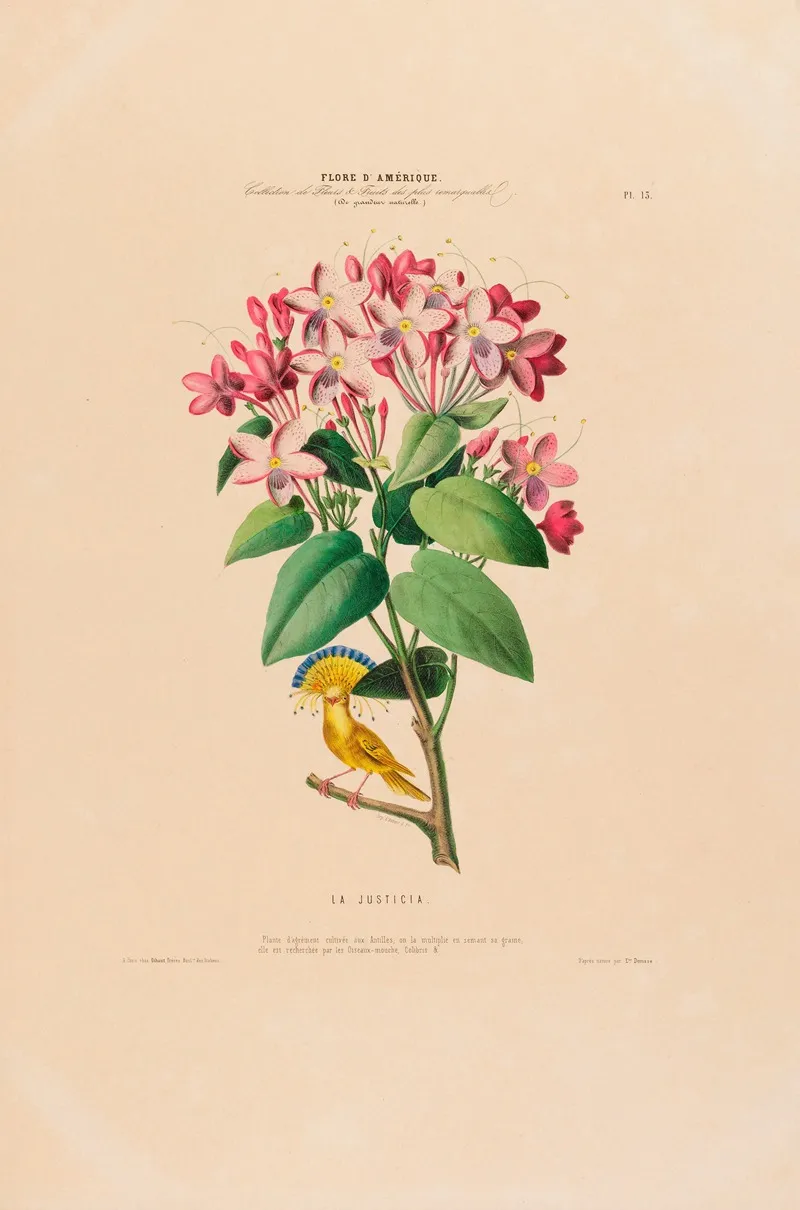 Flore Damerique Dessinee Dapres Nature Sur Les Lieux Pl 013 Wall Art by Etienne Denisse - High-Resolution Digital Print