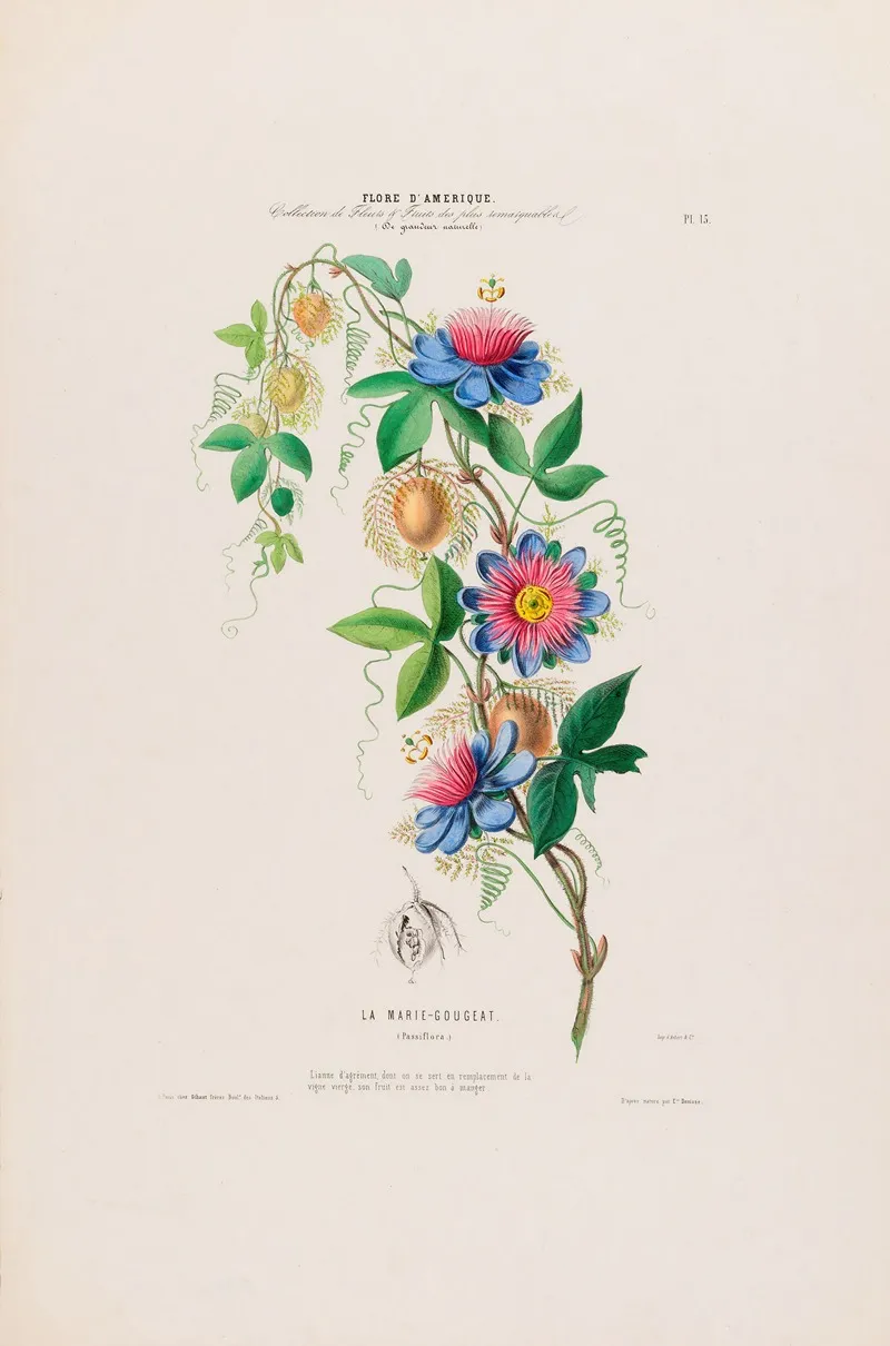 Flore Damerique Dessinee Dapres Nature Sur Les Lieux Pl 015 Wall Art by Etienne Denisse - High-Resolution Digital Print