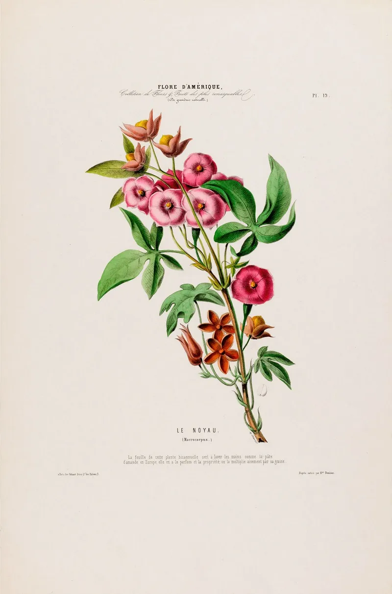 Flore Damerique Dessinee Dapres Nature Sur Les Lieux Pl 019 Wall Art by Etienne Denisse - High-Resolution Digital Print
