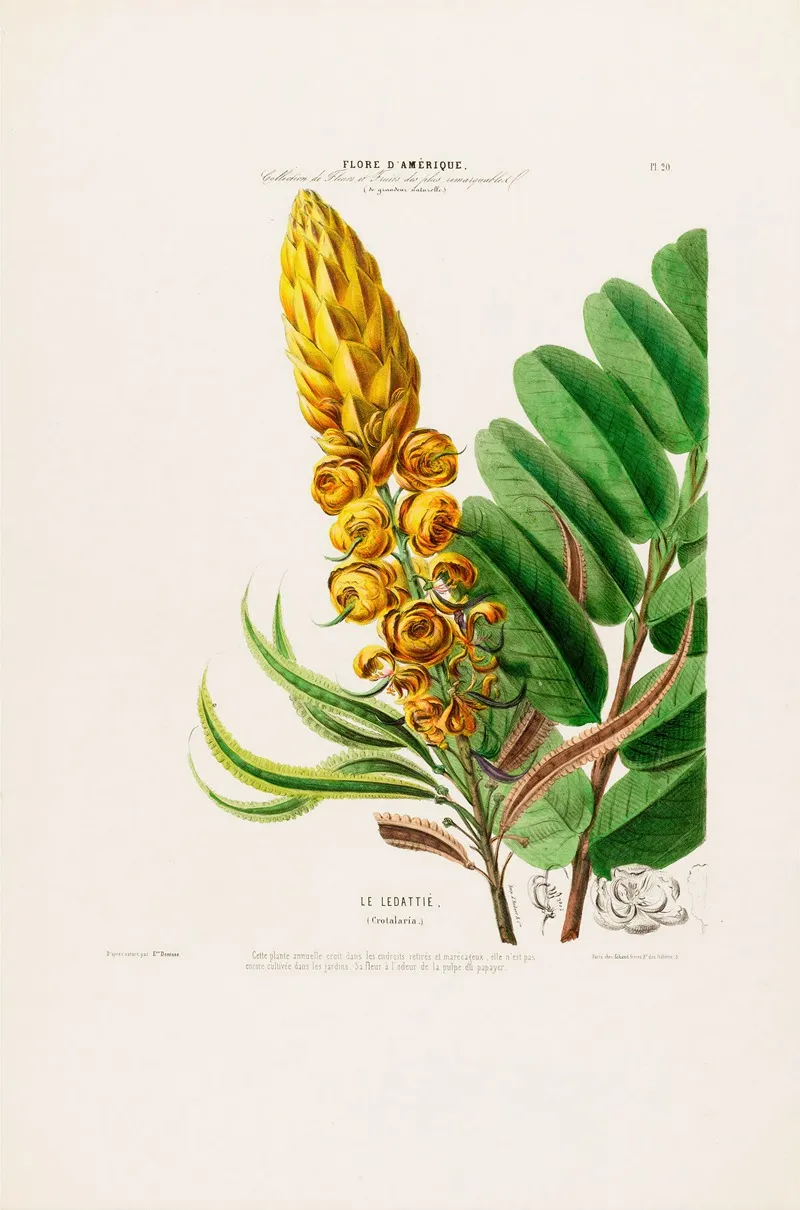 Flore Damerique Dessinee Dapres Nature Sur Les Lieux Pl 020 Wall Art by Etienne Denisse - High-Resolution Digital Print