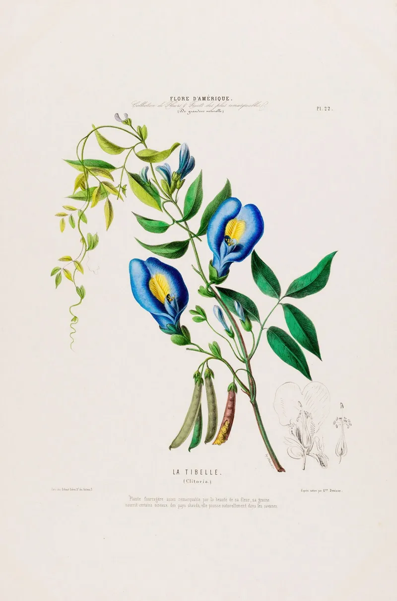 Flore Damerique Dessinee Dapres Nature Sur Les Lieux Pl 022 Wall Art by Etienne Denisse - High-Resolution Digital Print