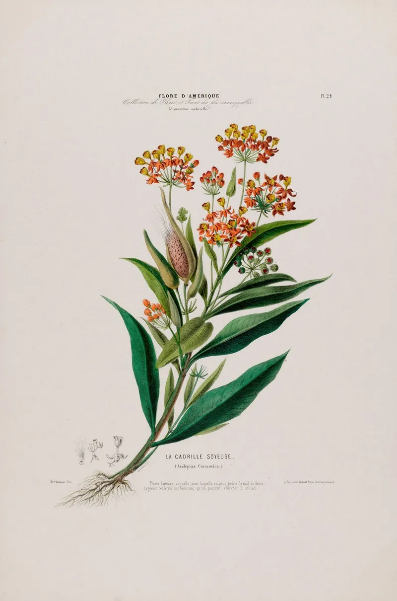 Flore Damerique Dessinee Dapres Nature Sur Les Lieux Pl 024 Wall Art by Etienne Denisse - High-Resolution Digital Print
