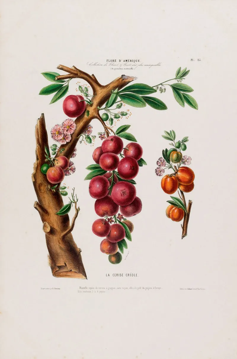 Flore Damerique Dessinee Dapres Nature Sur Les Lieux Pl 025 Wall Art by Etienne Denisse - High-Resolution Digital Print