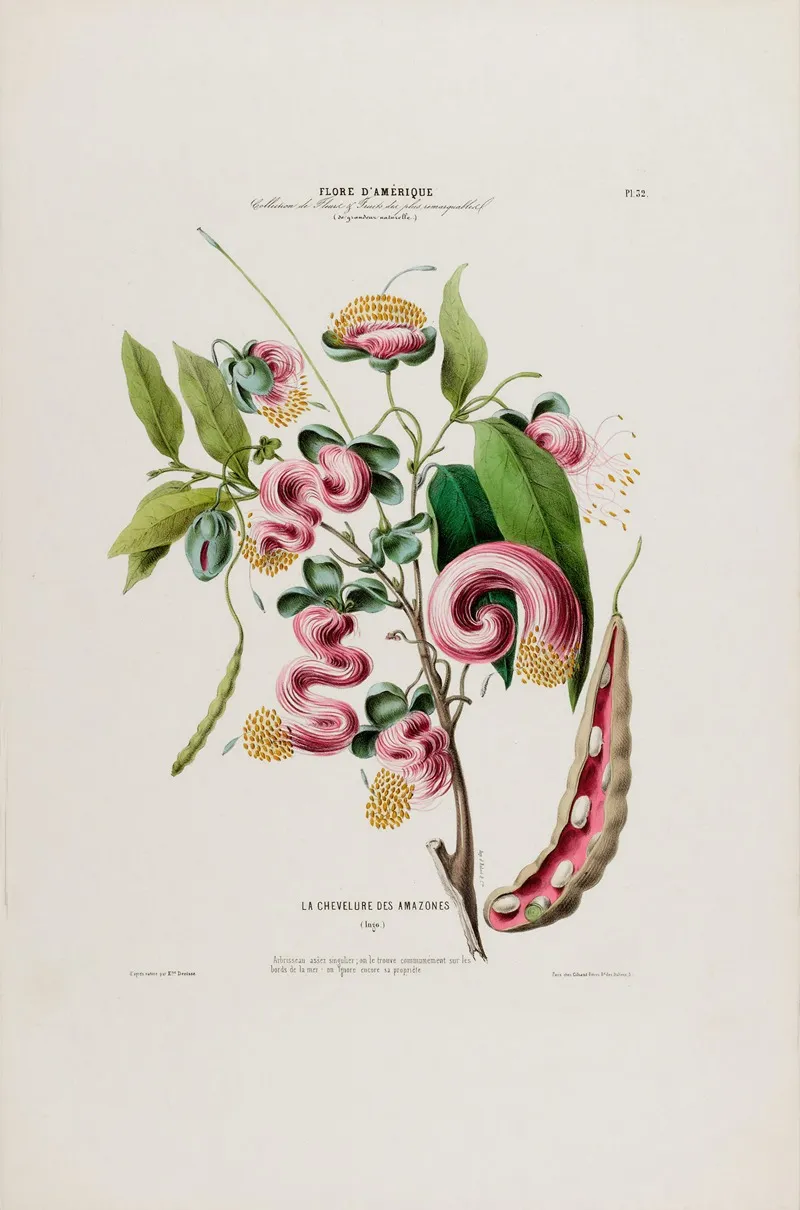 Flore Damerique Dessinee Dapres Nature Sur Les Lieux Pl 032 Wall Art by Etienne Denisse - High-Resolution Digital Print