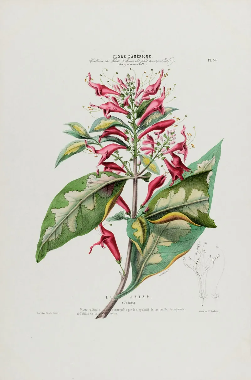 Flore Damerique Dessinee Dapres Nature Sur Les Lieux Pl 034 Wall Art by Etienne Denisse - High-Resolution Digital Print