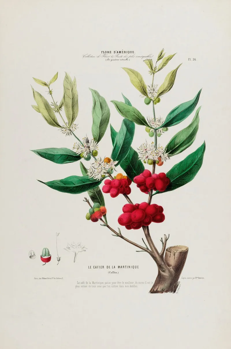 Flore Damerique Dessinee Dapres Nature Sur Les Lieux Pl 036 Wall Art by Etienne Denisse - High-Resolution Digital Print