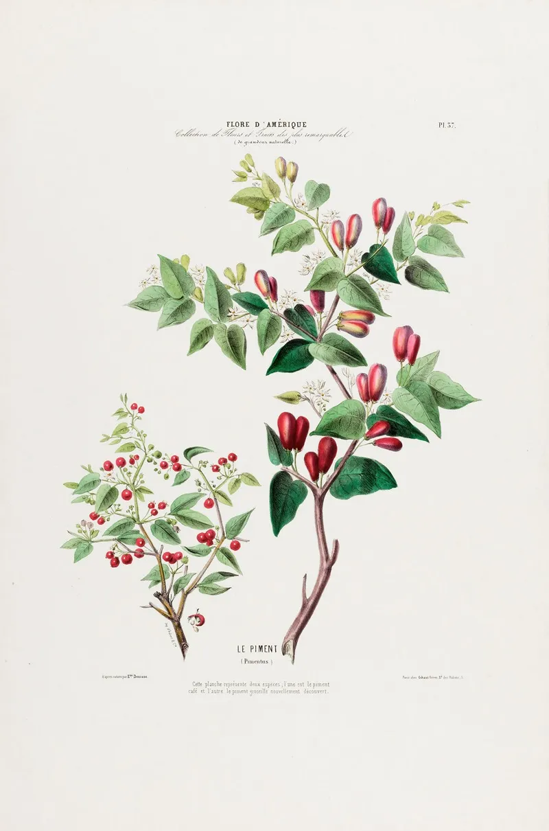 Flore Damerique Dessinee Dapres Nature Sur Les Lieux Pl 037 Wall Art by Etienne Denisse - High-Resolution Digital Print
