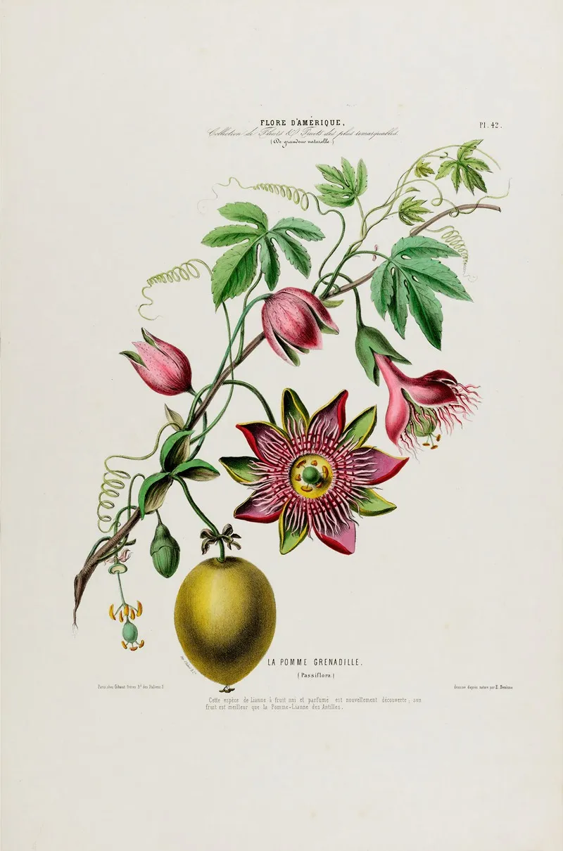 Flore Damerique Dessinee Dapres Nature Sur Les Lieux Pl 042 Wall Art by Etienne Denisse - High-Resolution Digital Print