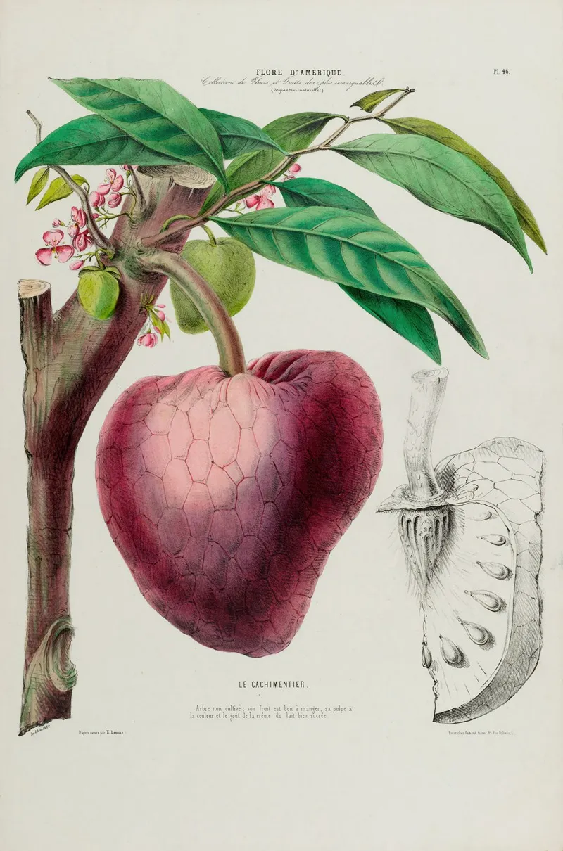 Flore Damerique Dessinee Dapres Nature Sur Les Lieux Pl 046 Wall Art by Etienne Denisse - High-Resolution Digital Print