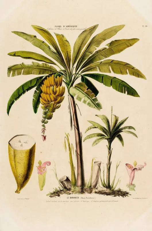 Flore Damerique Dessinee Dapres Nature Sur Les Lieux Pl 048 Wall Art by Etienne Denisse - High-Resolution Digital Print