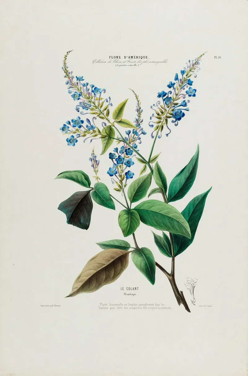 Flore Damerique Dessinee Dapres Nature Sur Les Lieux Pl 050 Wall Art by Etienne Denisse - High-Resolution Digital Print