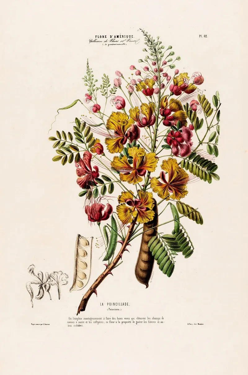 Flore Damerique Dessinee Dapres Nature Sur Les Lieux Pl 062 Wall Art by Etienne Denisse - High-Resolution Digital Print