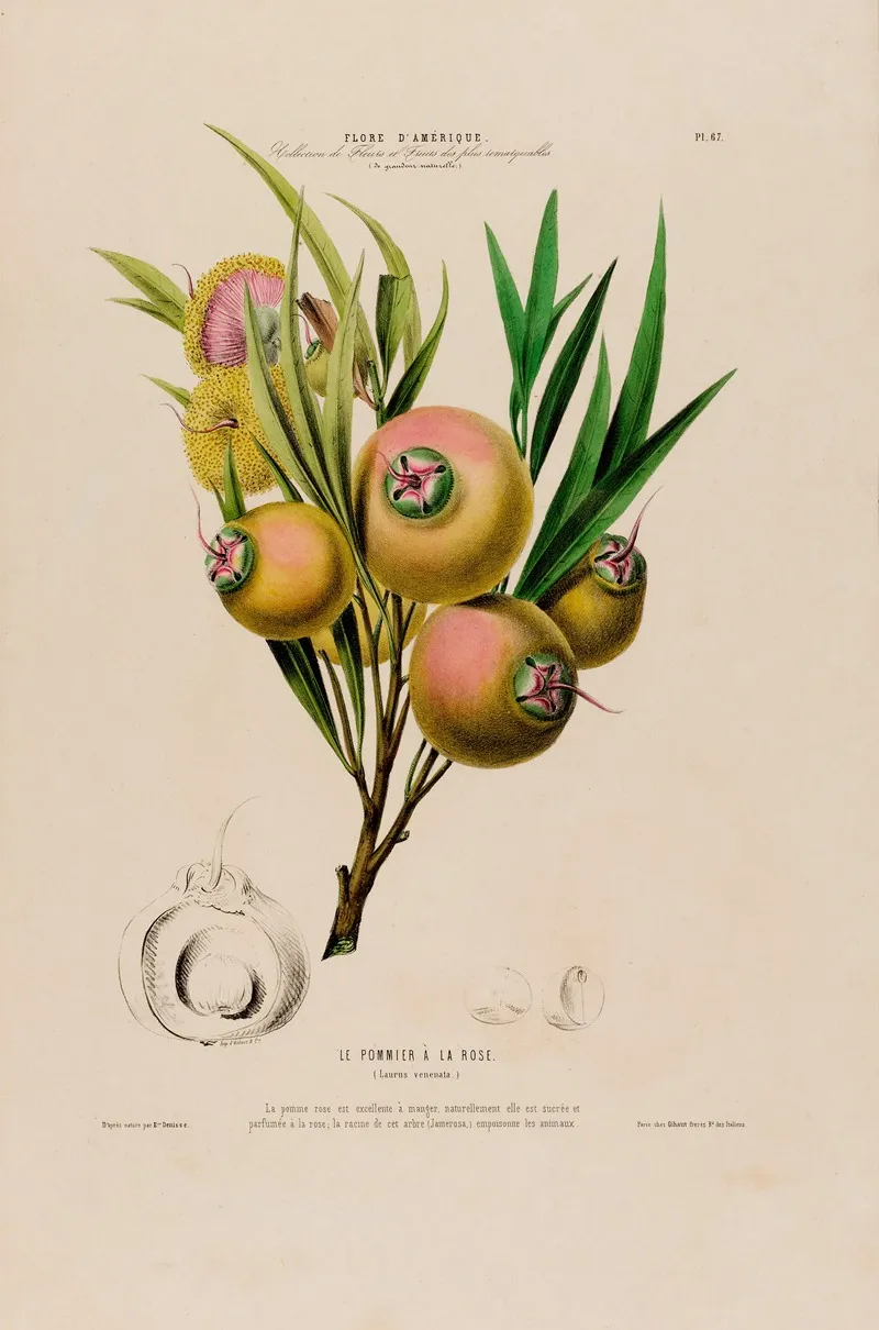 Flore Damerique Dessinee Dapres Nature Sur Les Lieux Pl 067 Wall Art by Etienne Denisse - High-Resolution Digital Print
