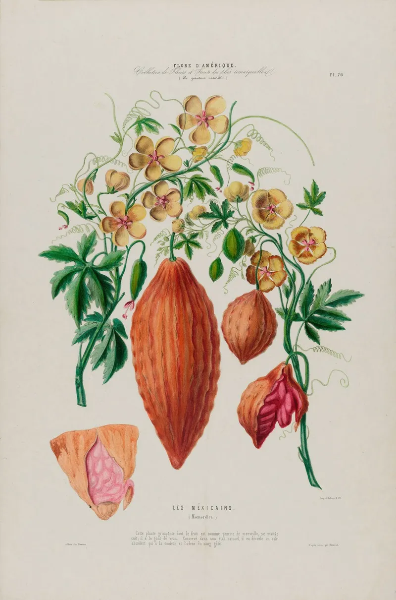 Flore Damerique Dessinee Dapres Nature Sur Les Lieux Pl 076 Wall Art by Etienne Denisse - High-Resolution Digital Print