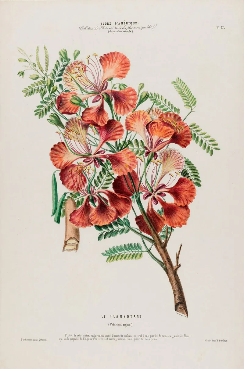 Flore Damerique Dessinee Dapres Nature Sur Les Lieux Pl 077 Wall Art by Etienne Denisse - High-Resolution Digital Print