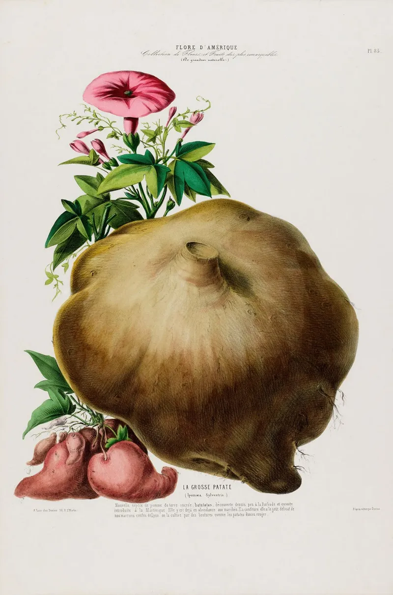 Flore Damerique Dessinee Dapres Nature Sur Les Lieux Pl 085 Wall Art by Etienne Denisse - High-Resolution Digital Print