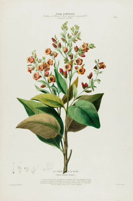Flore Damerique Dessinee Dapres Nature Sur Les Lieux Pl 091 Wall Art by Etienne Denisse - High-Resolution Digital Print