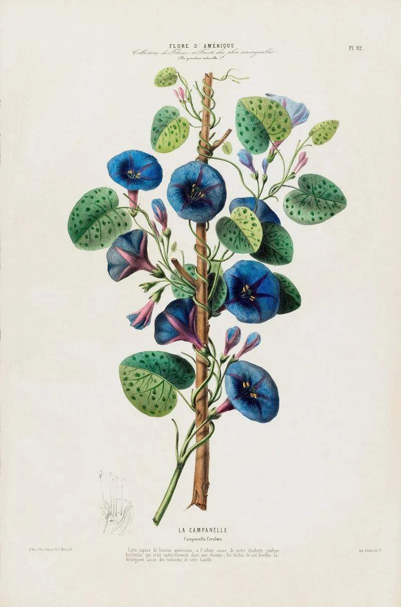 Flore Damerique Dessinee Dapres Nature Sur Les Lieux Pl 092 Wall Art by Etienne Denisse - High-Resolution Digital Print